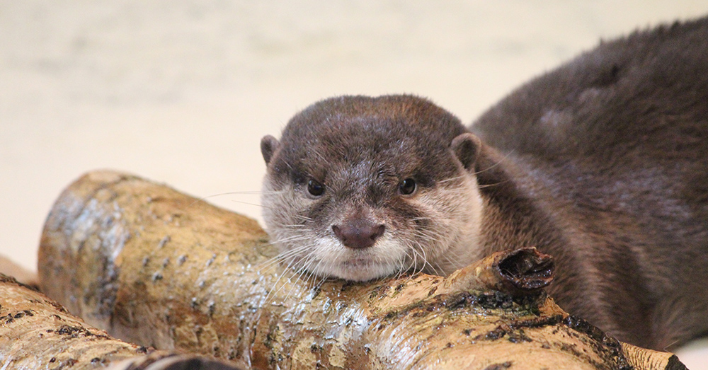 コツメカワウソのソラ